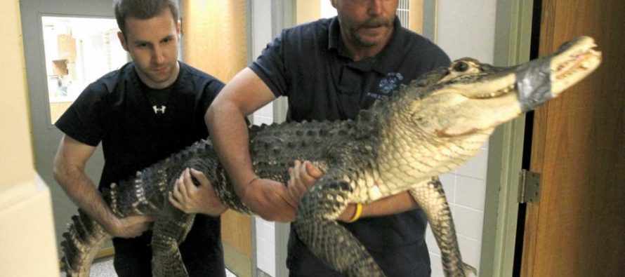 Aligator držan 15 godina u zatočeništvu