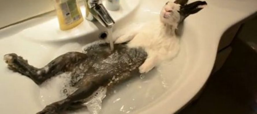 Šarmantno: Relaksacija zeca u lavabou (Video)