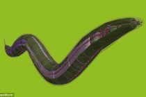 Na rubu veštačke inteligencije: Naučnici digitalizovali crva