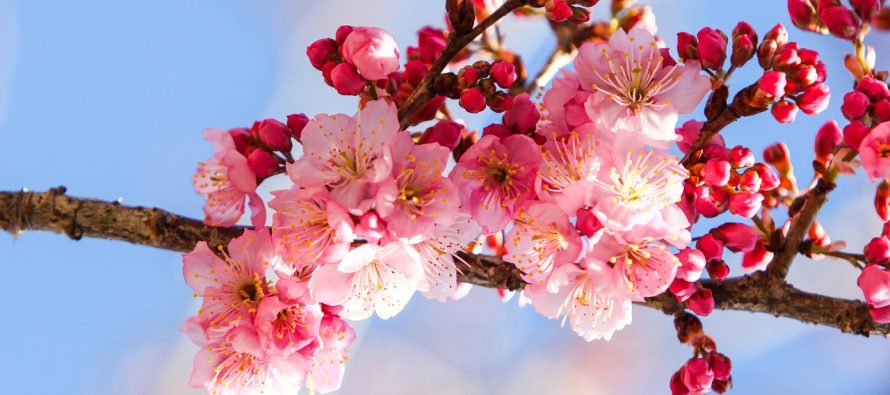 Cvetanje trešnje okuplja Japance