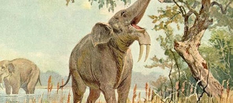 Pronađen fosil slona star 7 miliona godina