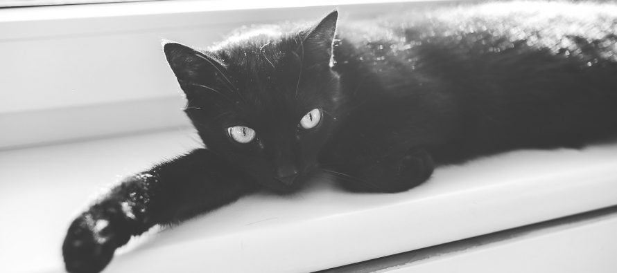 Crne mačke – vesnici nesreće