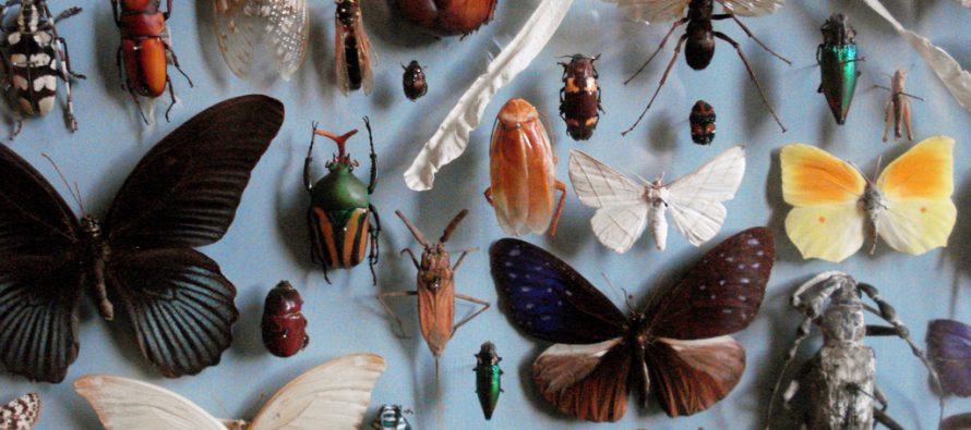 Poklon univerzitetu – više od milion insekata!