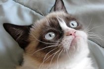 Popularna mačka “Grumpy cat” donela vlasnicima više od pola miliona dolara!
