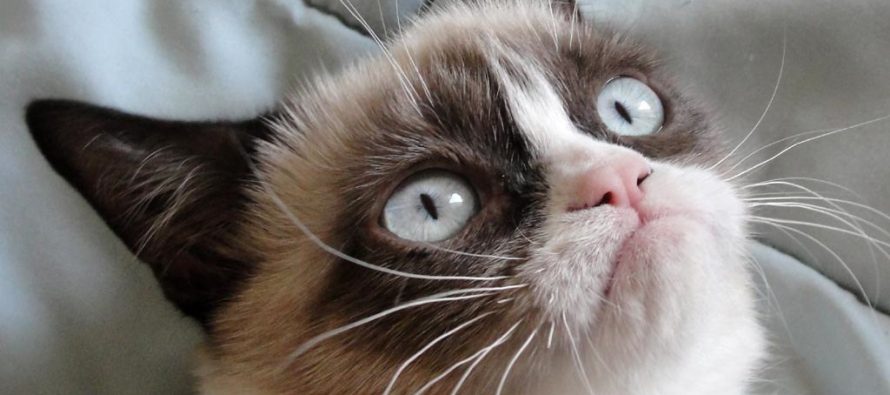 Popularna mačka “Grumpy cat” donela vlasnicima više od pola miliona dolara!