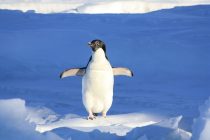 Pingvin, morska zvezda ili kit: Koja životinja će pobediti tokom zagrevanja Antarktika?