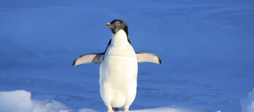 Pingvin, morska zvezda ili kit: Koja životinja će pobediti tokom zagrevanja Antarktika?