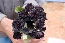 Halfeti – Jedino mesto gde rastu crne ruže
