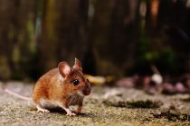 Da li znate znate da su naučnici svojevremeno pružili miševima “supermoći”?